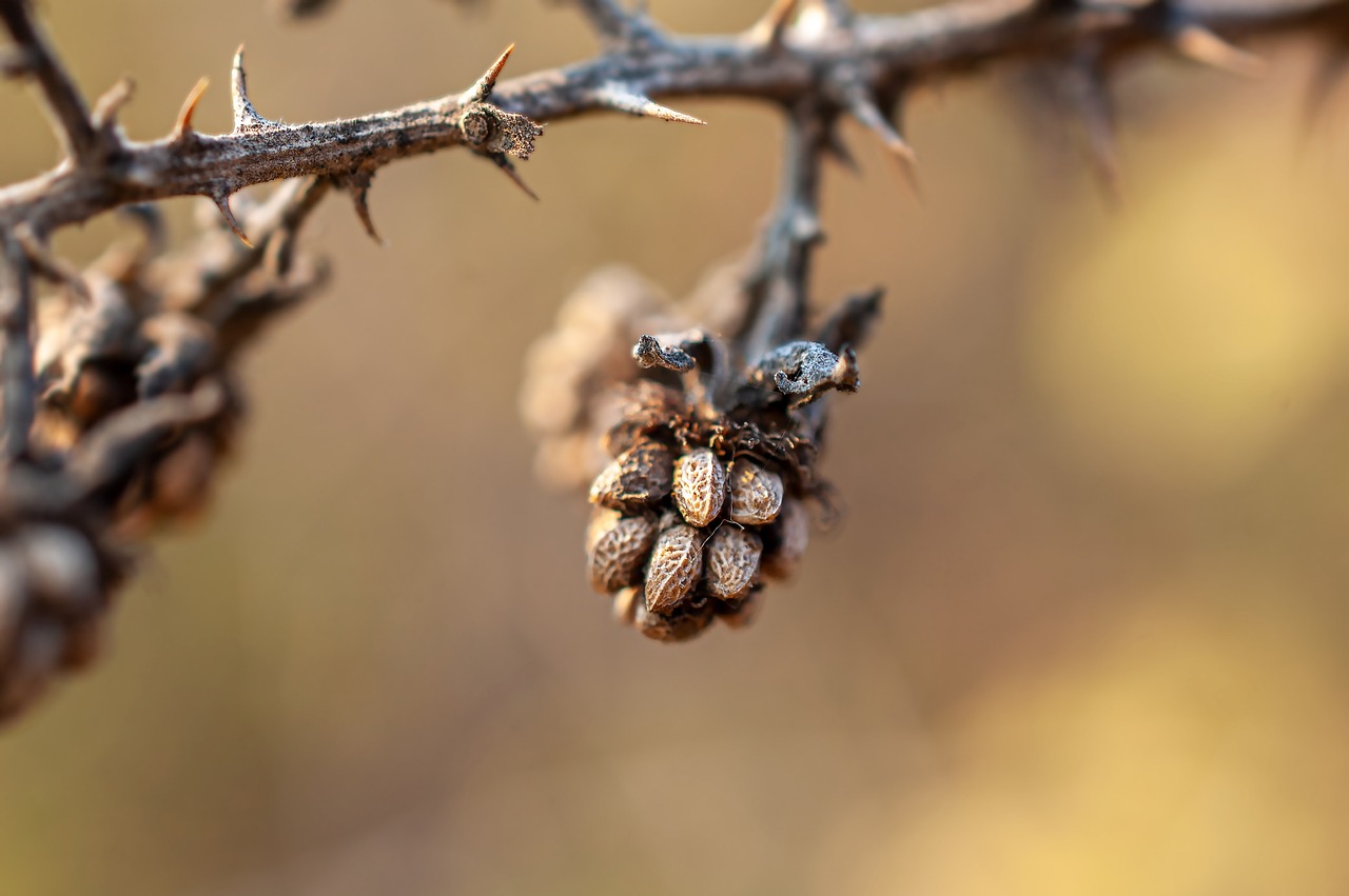 Tips for Creating a Drought-Tolerant Eco-Friendly Landscape